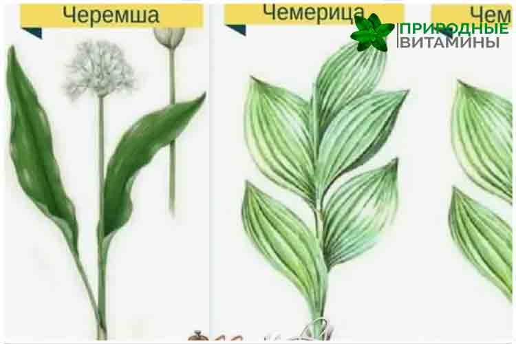 черемша и чемерица