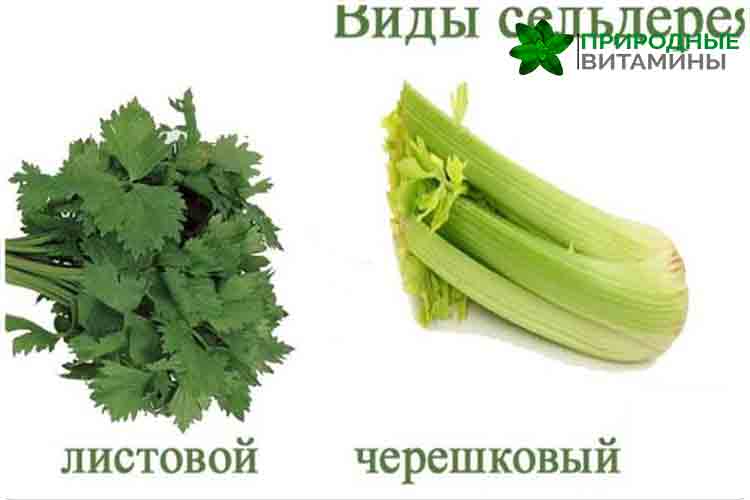 виды сельдерея