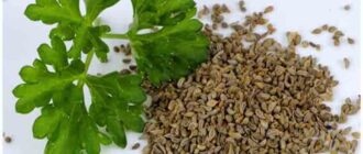 семена петрушки