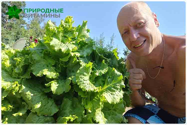 олег буянов выращивание салата