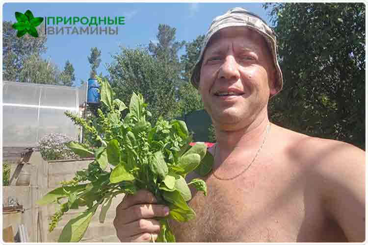 олег буянов шпинат