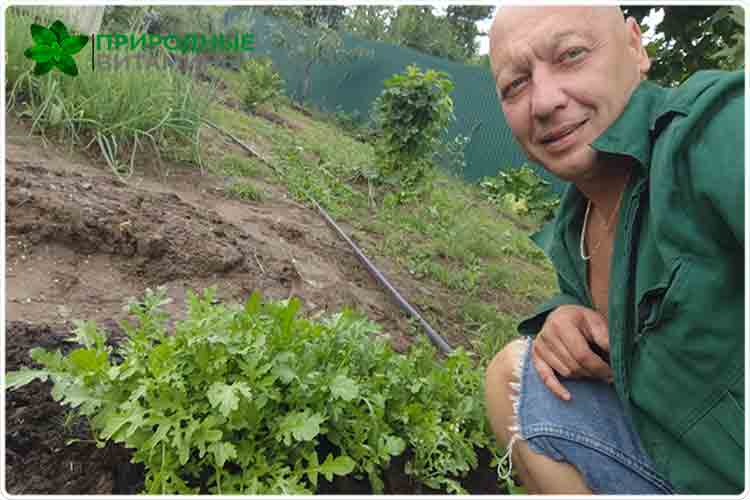 олег буянов выращивание